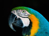 A Head-Only View of a Captive Blue and Yellow Macaw