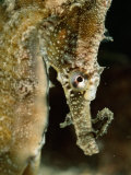 Male Sea Horse with Young Sitting on its Snout after Birth