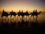 Silhouettes of Tourists Riding Camels on a Beach