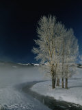 Frosty Cottonwood Trees Standing Near a Steamy Creek in Snowy Scene
