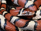 Extreme Close-up of a Milk Snake in the Dry Season