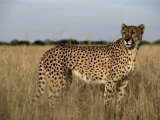 An African Cheetah Standing in a Field of Tall Grass