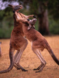 Two Kangaroos Spar with One Another