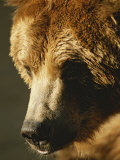 A Close View of the Face of a Grizzly Bear
