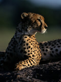 A Portrait of an African Cheetah
