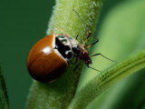 A Ladybug Eats an Insect