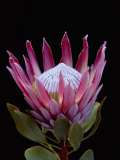 A Tropical Flower