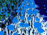 Electric Blue View of a Field of Tulips
