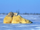 Polar Bear with Young