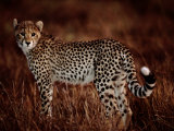 Light Reflects in the Eye of an African Cheetah