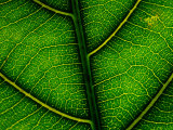 Close-up of a Leaf of the Extremely Rare Plant Alectryon Macrococcus