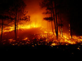Flames from a Forest Fire Light up the Night
