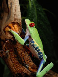 A Red-Eyed Tree Frog