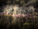 Misty View of a Forested Hillside