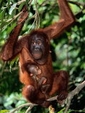 A Baby Orangutan Clings to its Mother While She Perches on a Branch