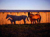 Mare and Her Foal Near a Barn