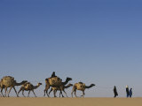 Camel Caravans Cross the Desert to Trade Salt  Sahara Desert  Niger