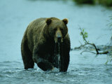 A Kodiak Brown Bear Emerges from the Water