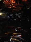 Koi Swim in a Small Temple Pool