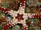 A Close-View of a Starfish