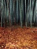 Autumn Leaves Litter the Ground Beneath Bamboo Shoots