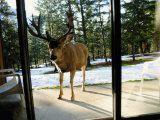 A Curious Mule Deer Peers Inside a Hotel Room in Banff