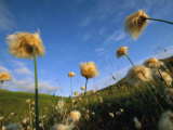 Windblown Cotton Grass Flowers on Adak Island  Alaska