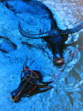 Water Buffalo