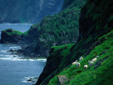 Sheep Graze Along the Steep Banks of Green Gardens