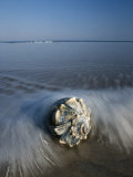 A Conch Shell Washed up on Shore
