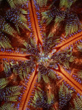 Close View of Poisonous Fire Urchin Spines