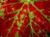 Close View of an Autumn Leaf