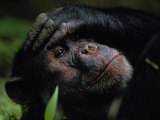 Close-up of a Chimpanzee Holding its Forehead