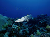 A Great Barracuda