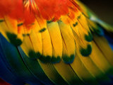 Close View of the Wing of a Colorful Bird