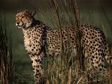 Portrait of an African Cheetah Standing Among Tall Grass