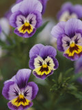 Close View of Pansy Blossoms