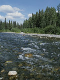 Prairie Creek Rushes over a Rock-Strewn Bed