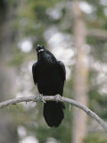 A Common Raven Calls out While Perched on a Branch