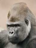A Portrait of a Western Lowland Gorilla