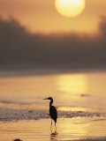 A Little Blue Heron Silhouetted on a Florida Beach at Sunrise
