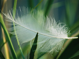 A White Swan Feather Lies Caught in Some Reeds at the Edge of a Pond