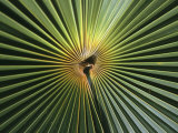 A Close View of a Palm Frond