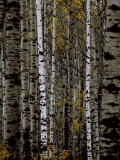 A Stand of Birch Trees