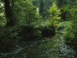 Woodland View with Stream
