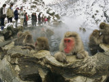 Tourists Watch a Group of Snow Monkeys Soaking in a Hot Spring