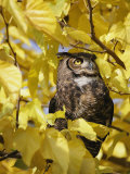 A Captive Great Horned Owl is Perched in a Tree