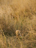 A Cheetah Cub Sits Almost Camouflaged in a Bed of Tall Grass