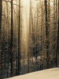Ice Crystals Cover a Stand of Lodgepole Pine Trees