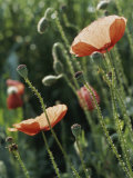 Poppies in a Field in Provence